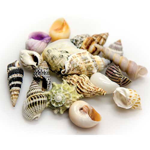 HOBBY Sea Shells Set S 20 pcs. 3