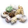 HOBBY Sea Shells Set M 10 pcs. 1