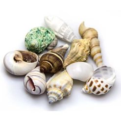 HOBBY Sea Shells Set M 10 pcs.