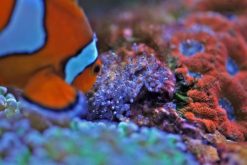 Easy Reefs Easyrich 50 ml 4