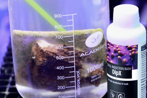 Red Sea DipX - effective dip for corals (100ml) - Image 3