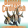 Two Little Fishies, Inc. Banggai Cardinalfish 6
